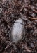 bázlivec vratičový (Brouci), Galeruca tanaceti (Linnaeus, 1758) (Coleoptera)